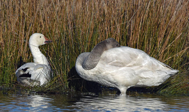 Snow Goose