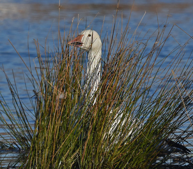 Snow Goose