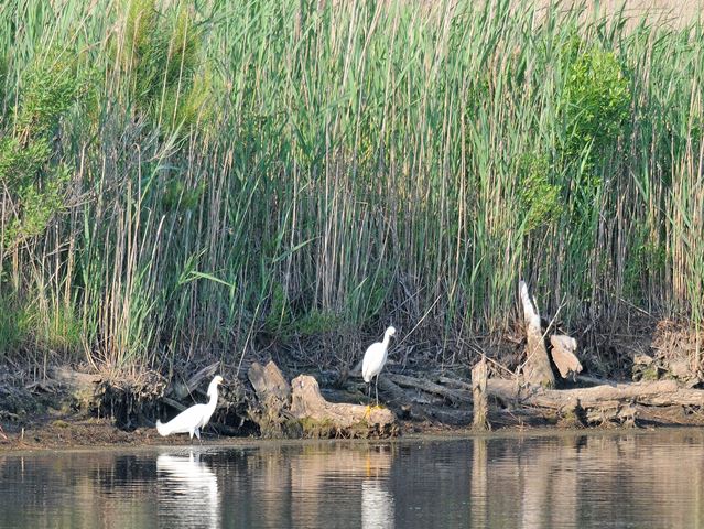 Snowy Egrets