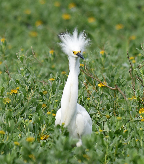 Snowy Egret