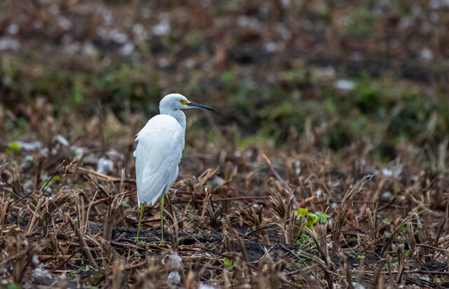 Snowy Egret