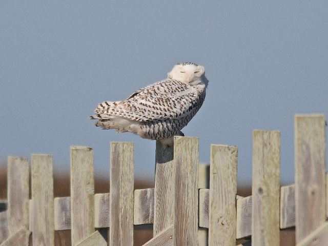 Snowy Owl