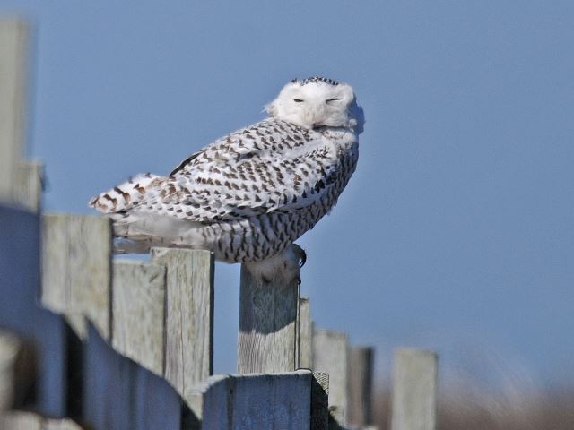 Snowy Owl