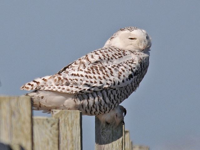 Snowy Owl