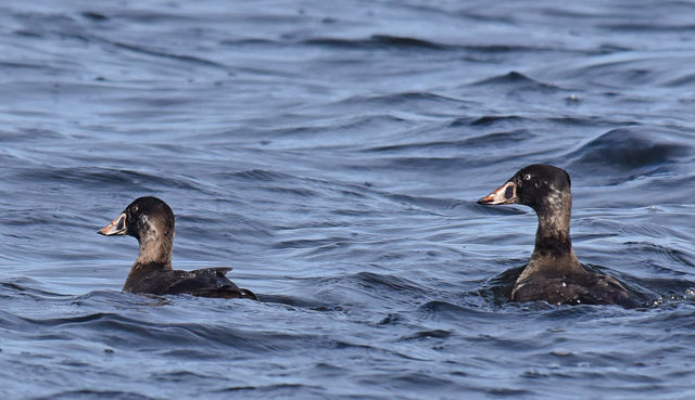 Surf Scoter