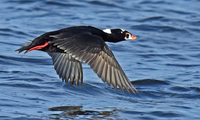 Surf Scoter