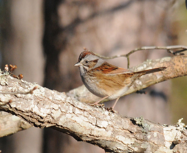Swamp Sparrow