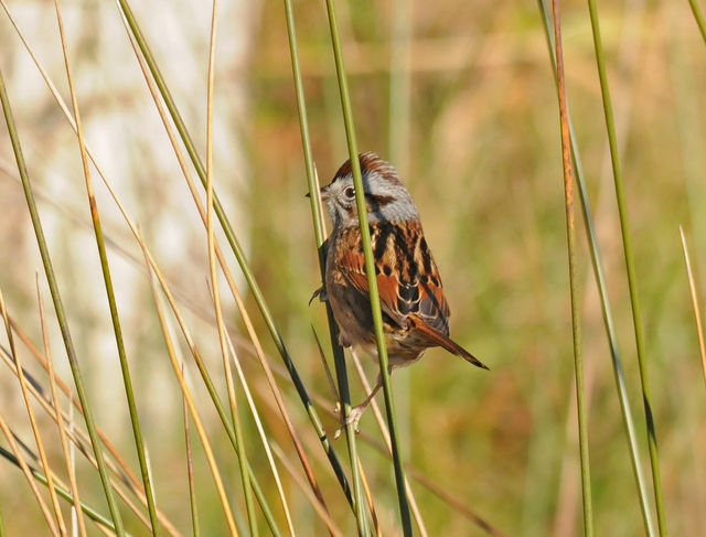 Swamp Sparrow