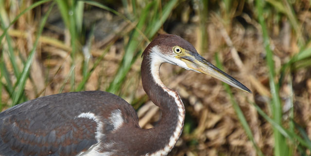 Tricolored Heron