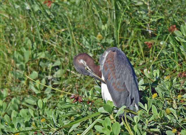 Tricolored Heron