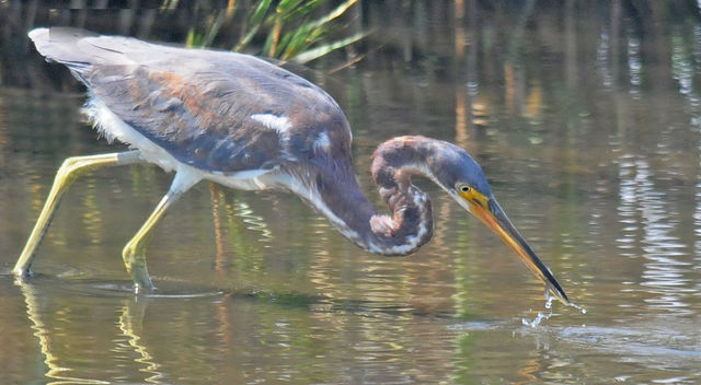 Tricolored Heron
