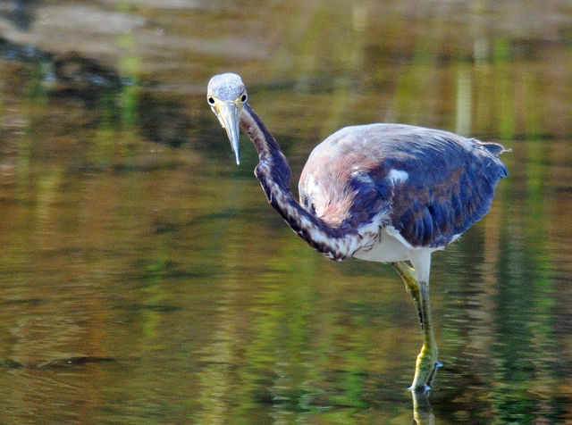 Tricolored Heron