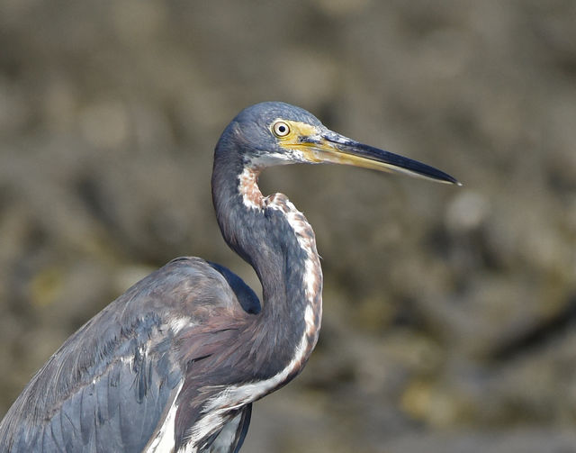 Tricolored Heron