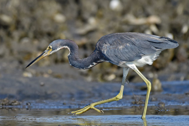 Tricolored Heron