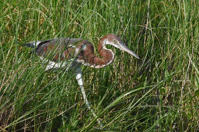 Tricolored Heron