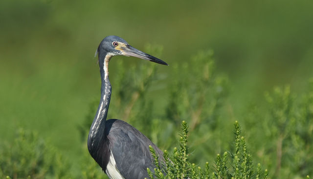 Tricolored Heron