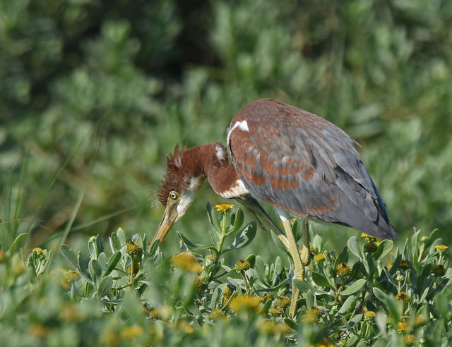 Tricolored Heron