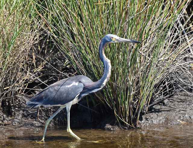 Tricolored Heron