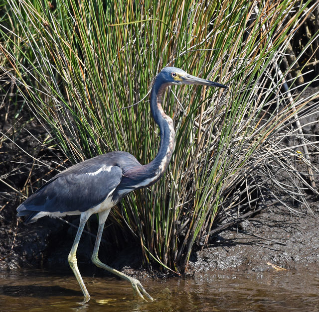 Tricolored Heron