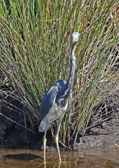 Tricolored Heron