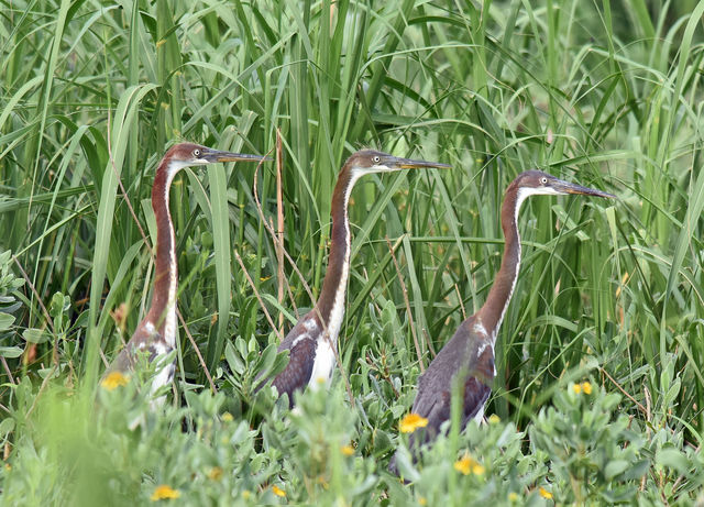 Tricolored Heron