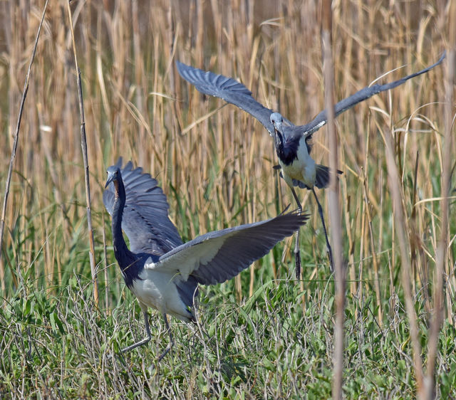 Tricolored Heron