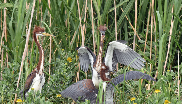 Tricolored Heron