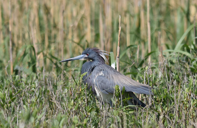 Tricolored Heron