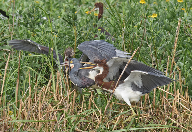 Tricolored Heron