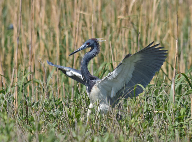 Tricolored Heron