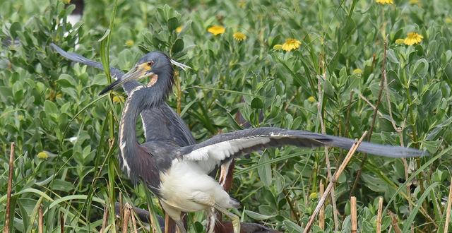Tricolored Heron