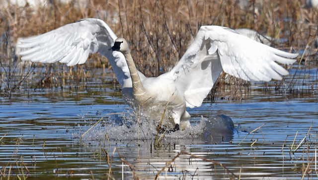 Tundra Swan