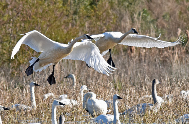 Tundra Swan