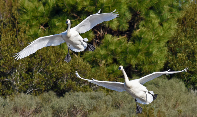 Tundra Swan
