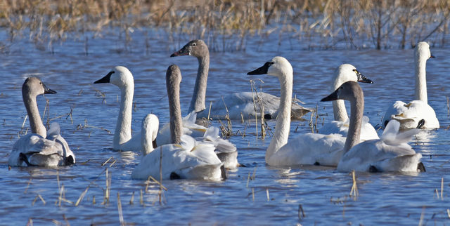 Tundra Swan