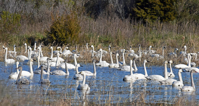 Tundra Swan