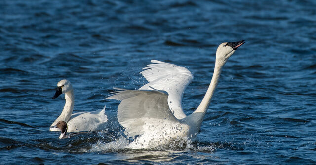 Tundra Swan