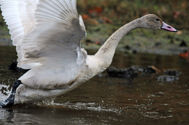 Tundra Swan