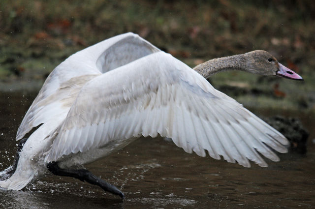 Tundra Swan