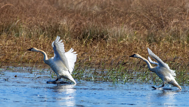 Tundra Swan