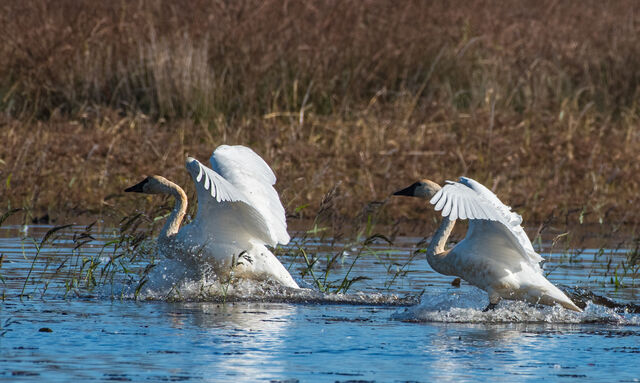 Tundra Swan