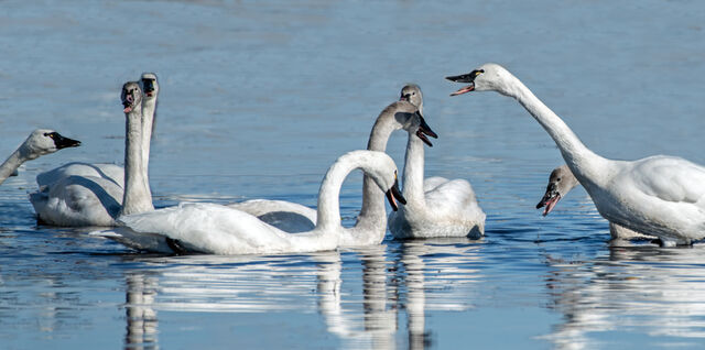 Tundra Swan