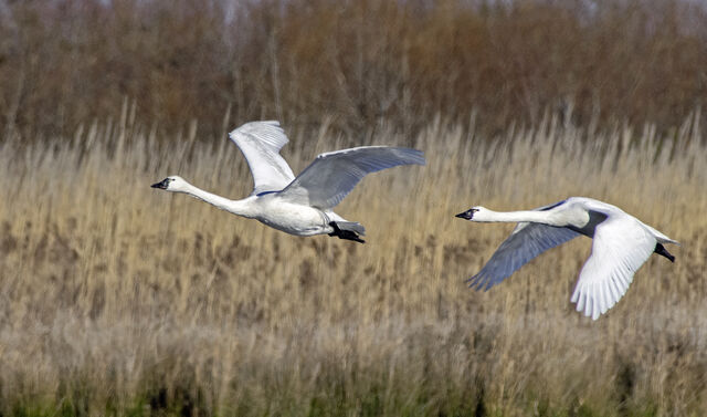Tundra Swan