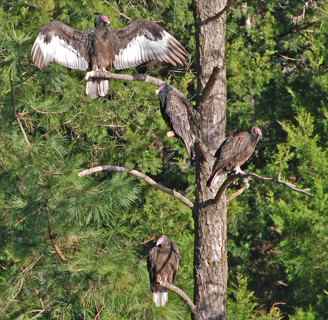 Turkey Vulture