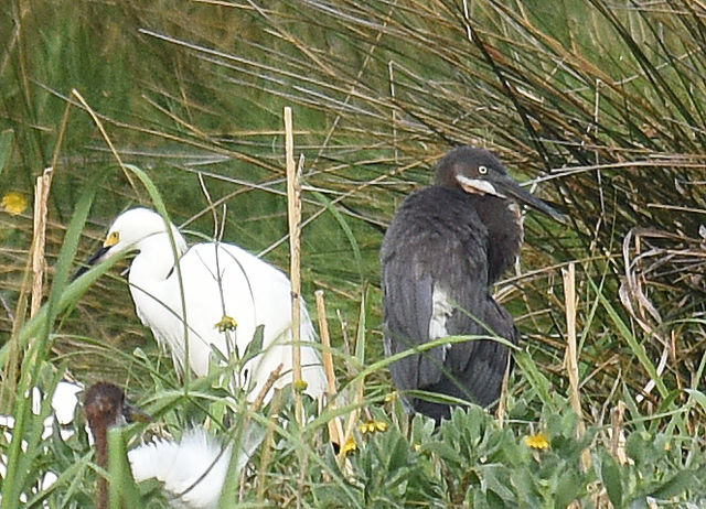 mystery heron