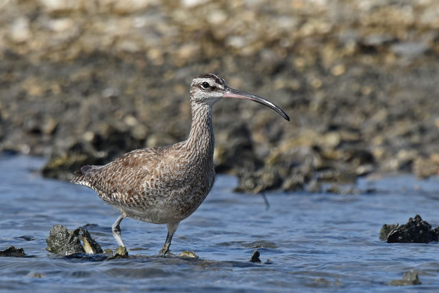 Whimbrel