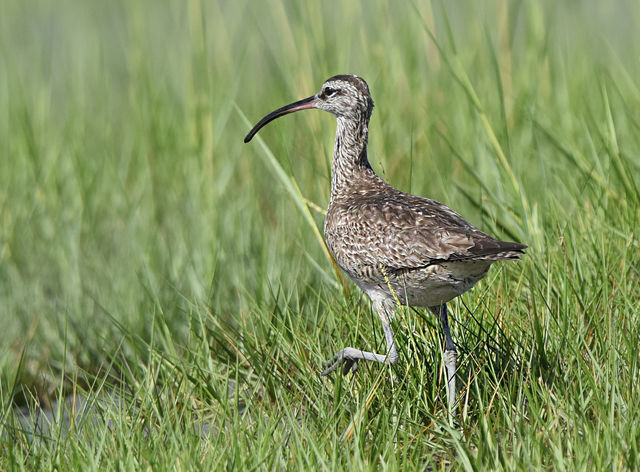 Whimbrel