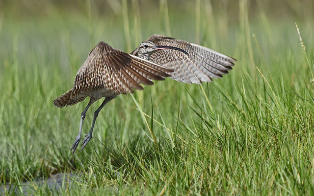 Whimbrel