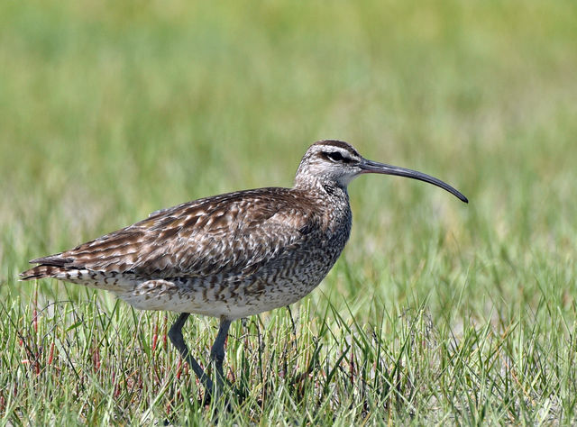 Whimbrel