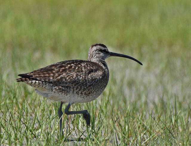 Whimbrel